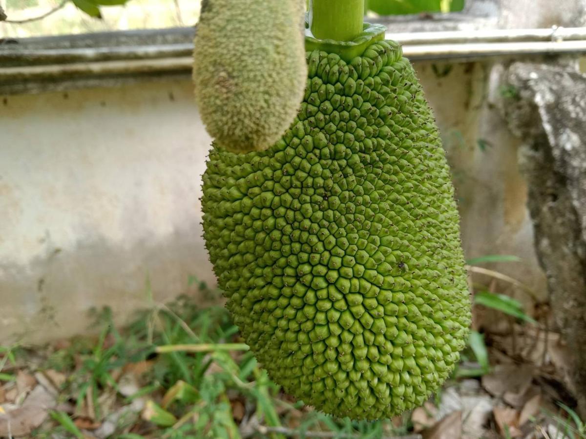 Ban Chang Klang Na Nong ap Chang المظهر الخارجي الصورة
